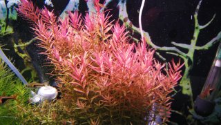 Rotala Rotundifolia (Plantas de Acuario)