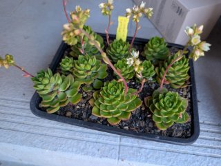 Sedeveria Letizia - 1 pianta radicata