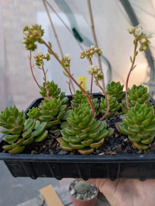 Sedeveria Letizia - 1 pianta radicata