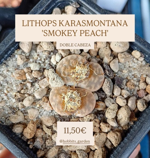 Lithops Karasmontana 'SMOKEY PEACH' (selección)