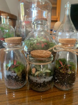 Mini terrario con musgo y fittonia
