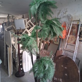 Pianta ornamentale da interno