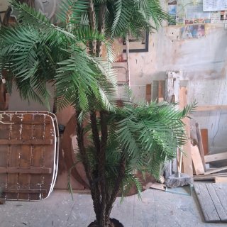 Pianta ornamentale da interno