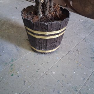 Pianta ornamentale da interno