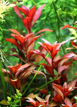 Ludwigia repens red - Plantas de Acuario