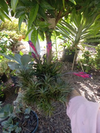 Planta aérea com flores rosa e azul
