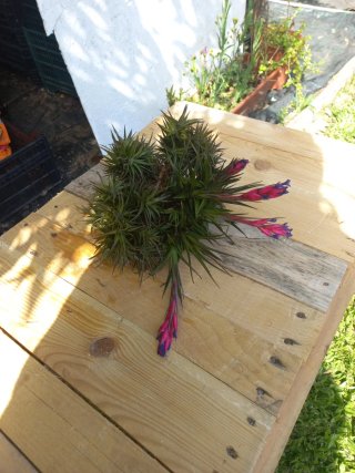 Planta aérea com flores rosa e azul