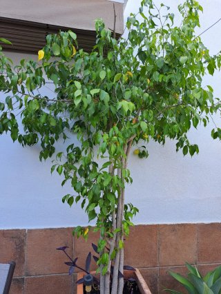 SE DONAN árboles variados