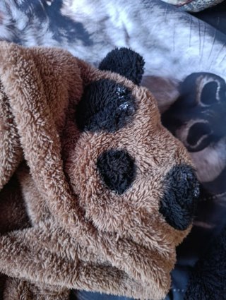 Chaqueta de oso pardo