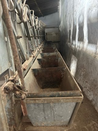 Amarre sala de ordeño cabras 12 cabezas