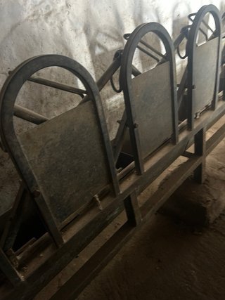 Amarre sala de ordeño cabras 12 cabezas