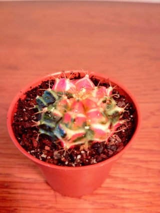 Planta.Gymnocalycium Mihanovichii Variegata.