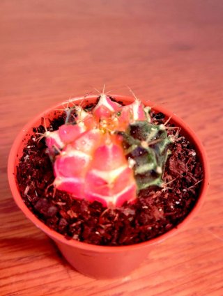 Planta.Gymnocalycium Mihanovichii Variegata.