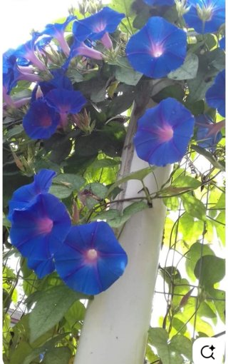 5 Piante di Ipomoea Lila da Trapiantare