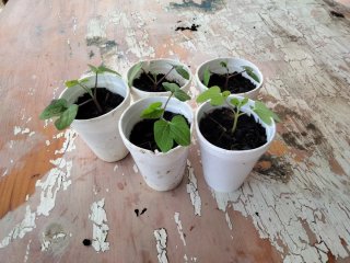 5 Piante di Ipomoea Lila da Trapiantare