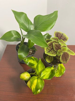 Pack 3 Plantas Tropicales