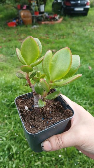 Árbol de Jade
