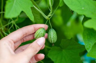 10 Sementes Cucamelon Melothria scabra
