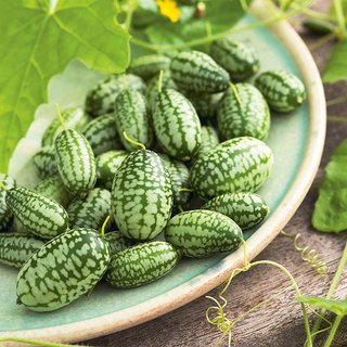 10 Sementes Cucamelon Melothria scabra