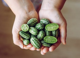10 Sementes Cucamelon Melothria scabra