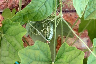 10 Sementes Cucamelon Melothria scabra