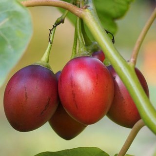 20 Sementes Tamarillo - Cyphomandra betacea