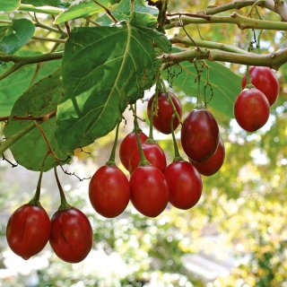20 Sementes Tamarillo - Cyphomandra betacea