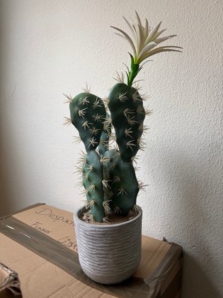 Cactus con maceta y flor