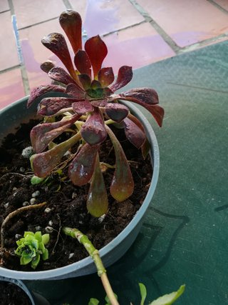 3 Plantas Suculentas en Maceta