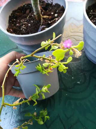3 Plantas Suculentas en Maceta