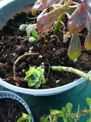 3 Plantas Suculentas en Maceta