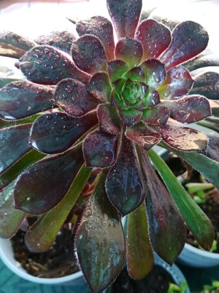 3 Plantas Suculentas en Maceta