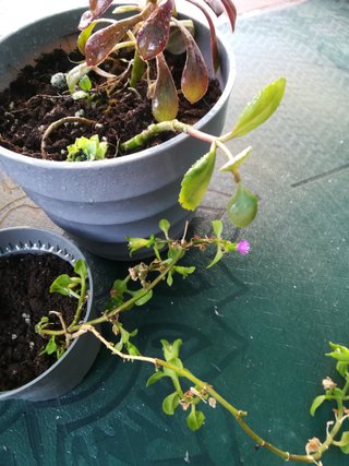 3 Plantas Suculentas en Maceta