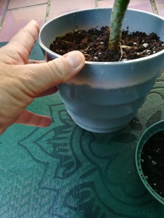 3 Plantas Suculentas en Maceta