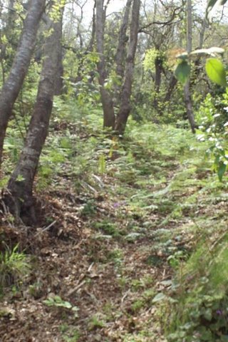 Terreno en venta en Santa Úrsula en Santa Úrsula