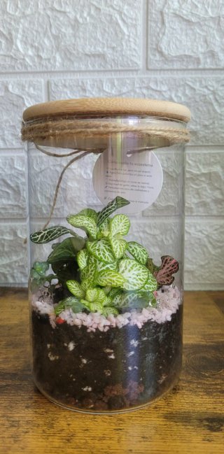 Terrario Ecosistema Artesanal Hecho a Mano
