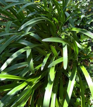 Pianta Agapanthus Blu