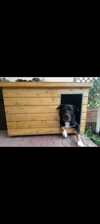 Pollaio in legno e metallo con design a casa