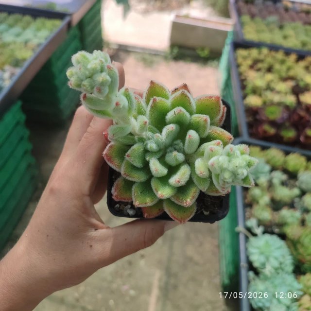 Echeveria Setosa 8 cm 17 May 2026