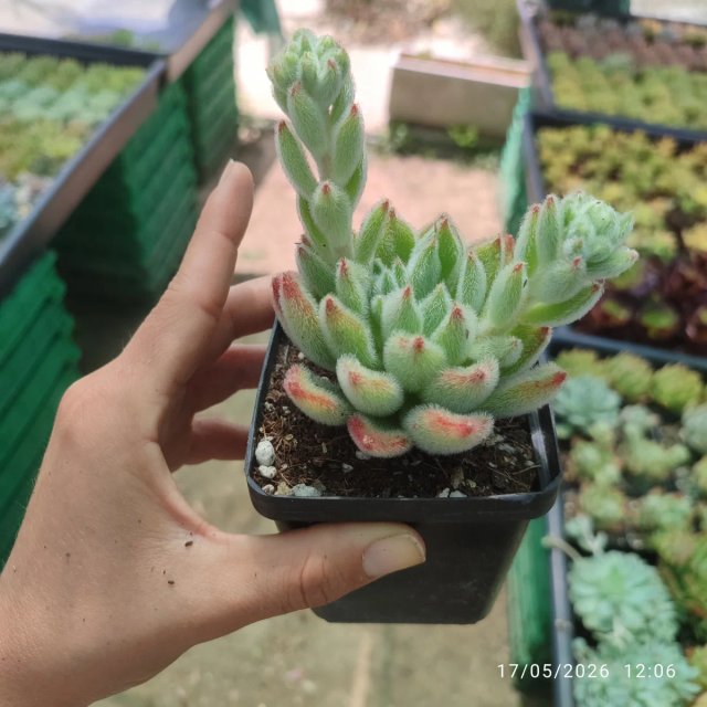Echeveria Setosa 8 cm 17 May 2026