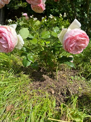 Rosal Pierre de Ronsard