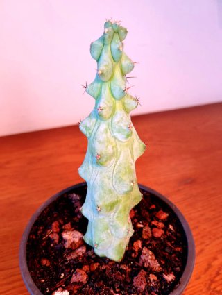 Planta.Myrtillocactus "Fukurokuryuzinboku"