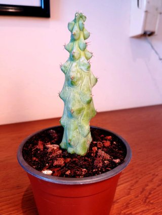 Planta.Myrtillocactus "Fukurokuryuzinboku"