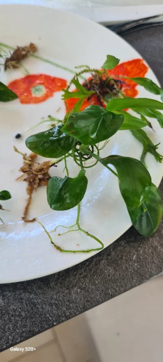 Set Anubias Monstera