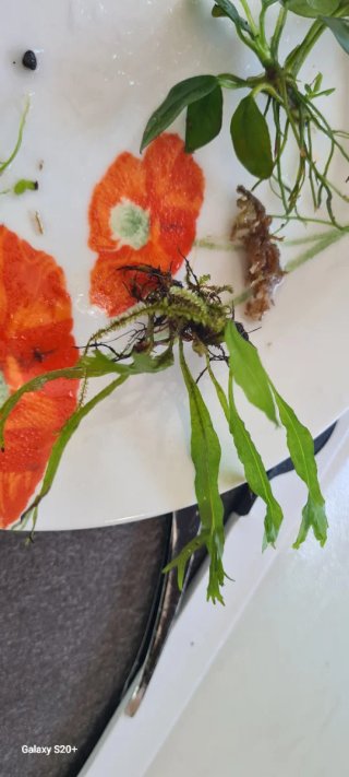Set Anubias Monstera