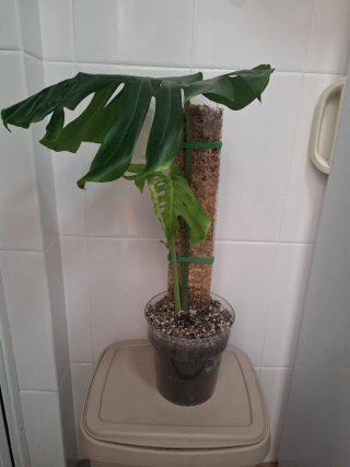 Monstera Deliciosa - Costilla de Adán