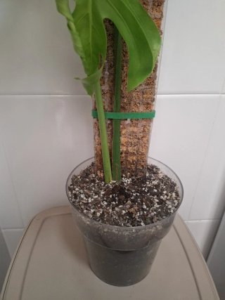 Monstera Deliciosa - Costilla de Adán