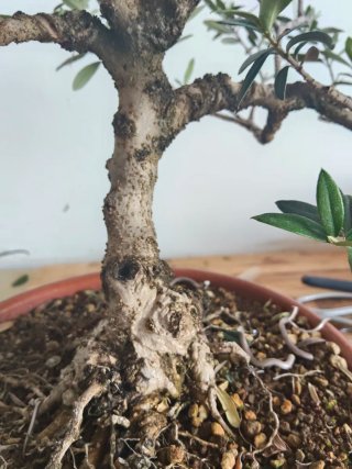 Bonsái Acebuche