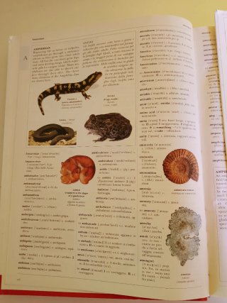 Vocabolario italiano inglese/inglese italiano