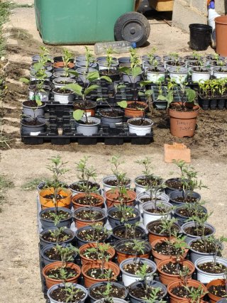 Plantas de Tomate Muchamiel